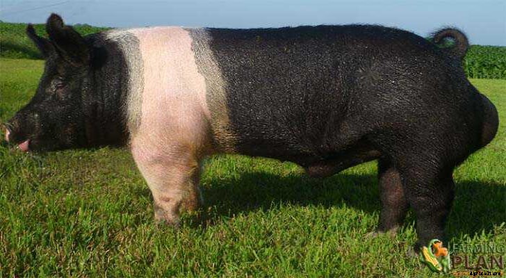 Hampshire Pig: Lifespan Details of Pig Breed