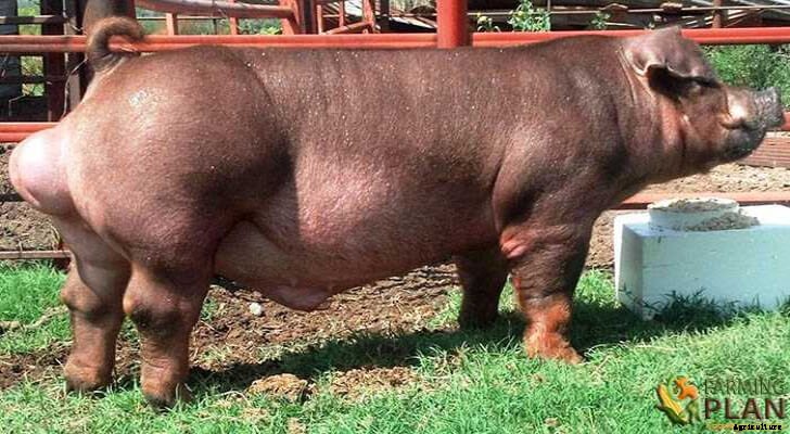 Duroc Pig: A Rare Breed of Domestic Pigs