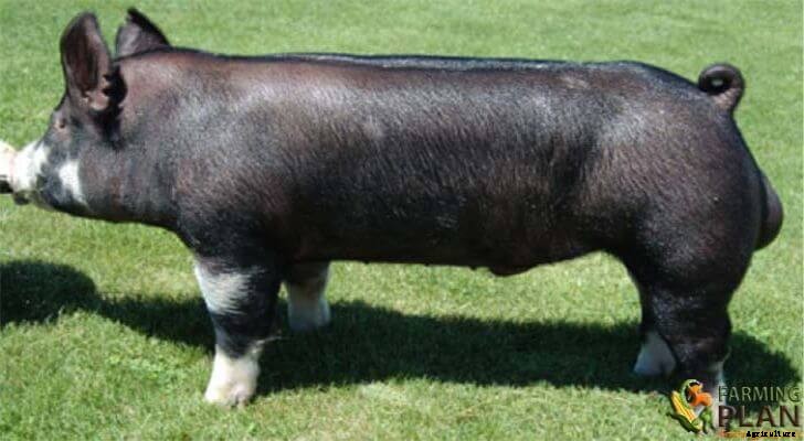 Berkshire Pig: The Rare Breed in the UK