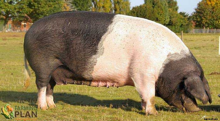 Essex Pig: A Neapolitan Breed