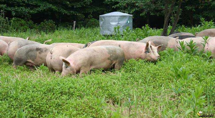 Pig Farming: Modern Pig Farming Process