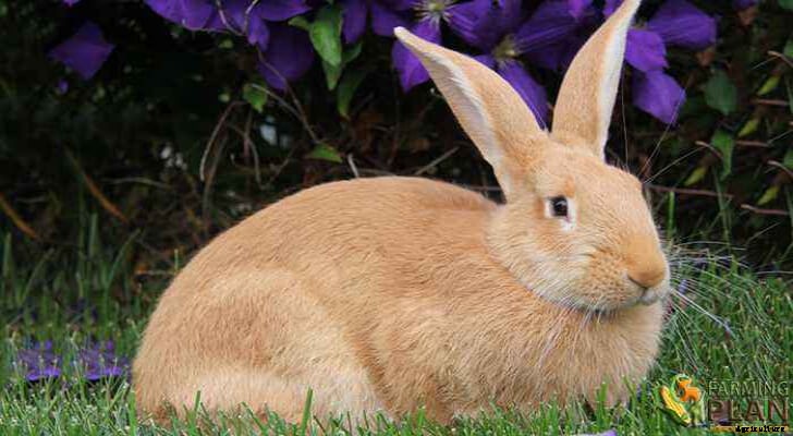 Palomino Rabbit: A Breed of Golden Rabbit