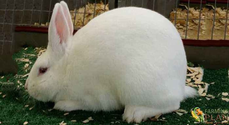 Florida White Rabbit: Three Little Ladies Rabbitry