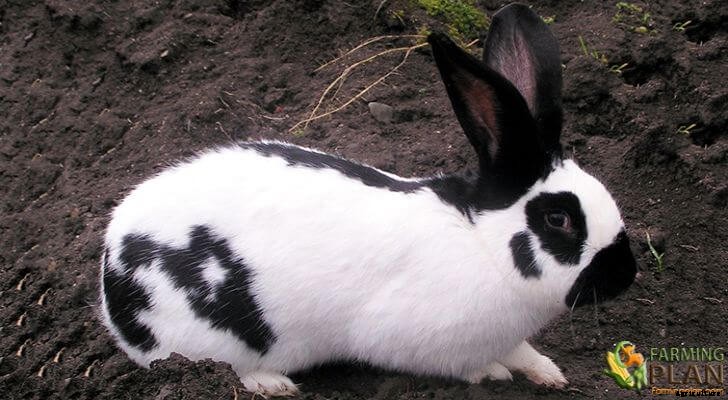 Checkered Giant Rabbit: A Breed of Domestic Rabbit