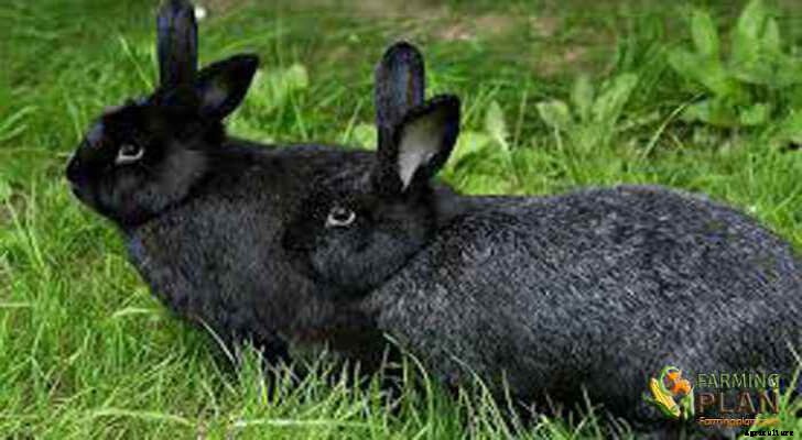 Silver Fox Rabbit: A Rare Breed of Rabbits