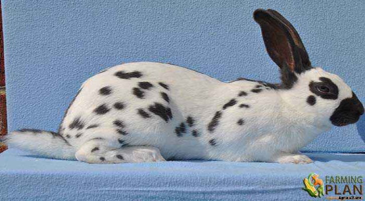 English Spot Rabbit: Gentle and Affectionate