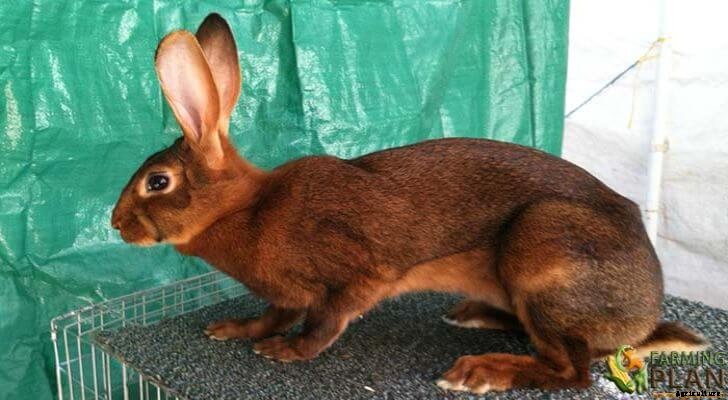 Belgian Hare: A Fancy Rabbit