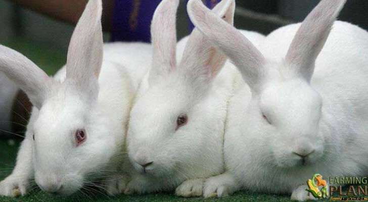 New Zealand Rabbit: History, Varieties and Uses