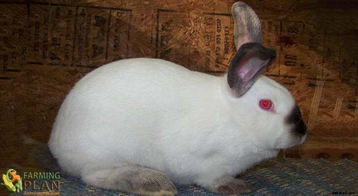 Californian Rabbit: Discover of Rabbit Farming