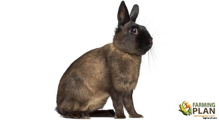 Alaska Rabbit: Black Rabbit with German Roots