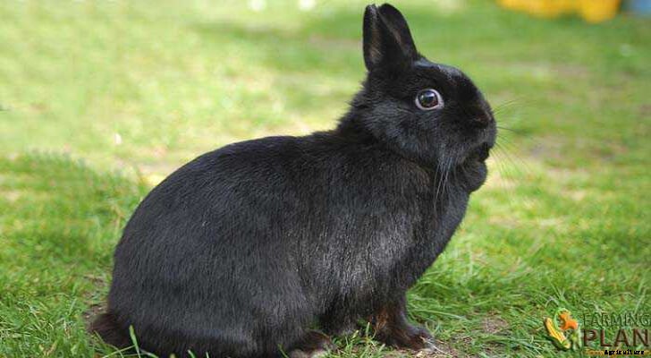 Netherland Dwarf Rabbit: Cutest Rabbit Breed