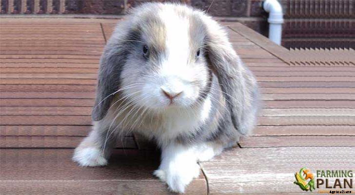 Vienna Rabbit: Origins of the Austrian Blue