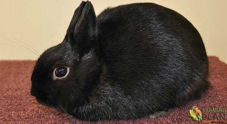Polish Rabbit: Breed of Domestic Rabbit