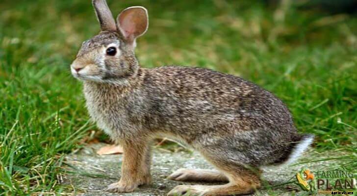 Brazilian Rabbit:  A Medium-Sized Hardy Breed