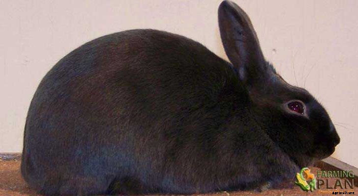 Havana Rabbit: A Brief History of the Breed