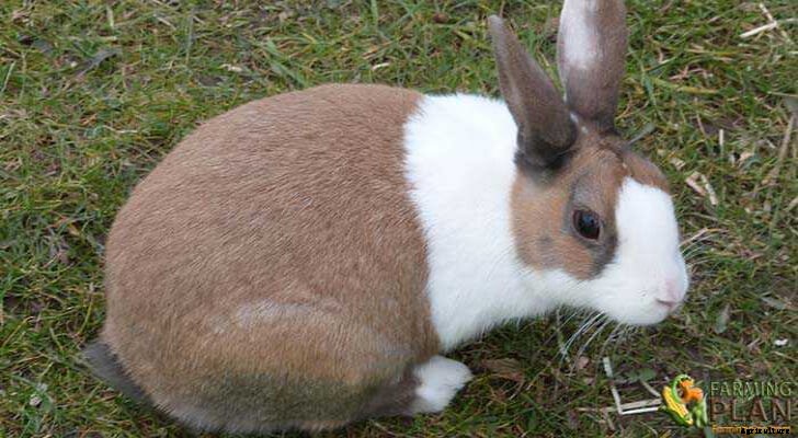 Dutch Rabbit: A Colorful and Interesting Animal