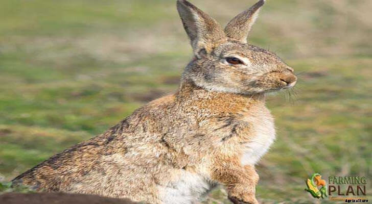 San Juan Rabbit: A Safe & Healthy Pet or Game