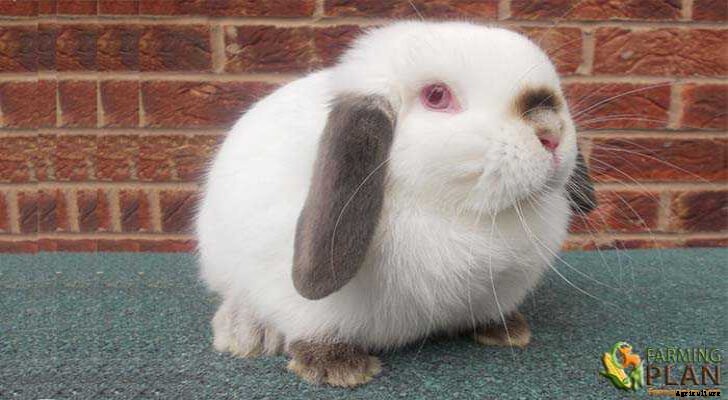 Himalayan Rabbit: Rare, Calm and Beautiful