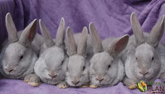 Lilac Rabbit: A Doves-Eye View