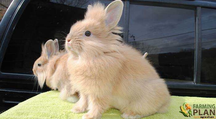 Lionhead Rabbit: A Genetic Mutation