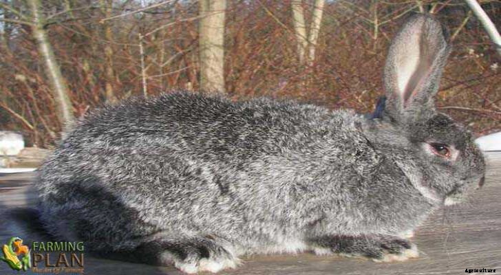 Flemish Giant Rabbit: The Largest Breed