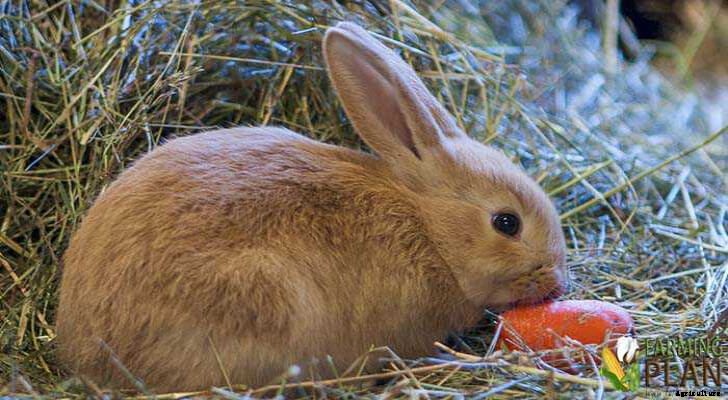 Gotland Rabbit: Swedish Variety of Bunny