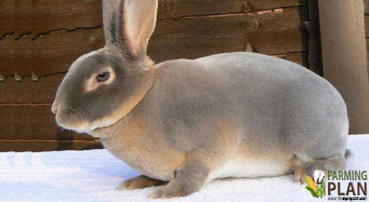 Rex Rabbit: A Variety of Rabbit