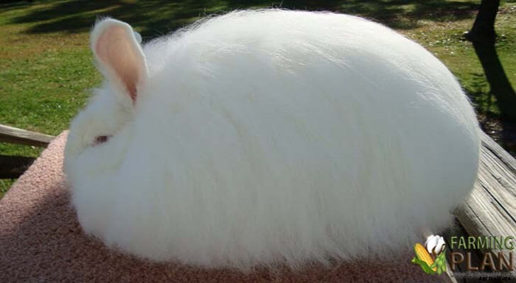 Angora Rabbit: Whole New Wool
