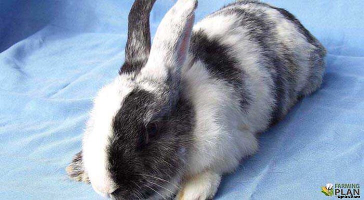 Harlequin Rabbit: The Colorful Breed of Rabbit