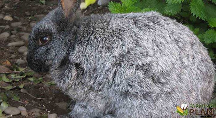 Enderby Island Rabbit: The Gourmet Rival