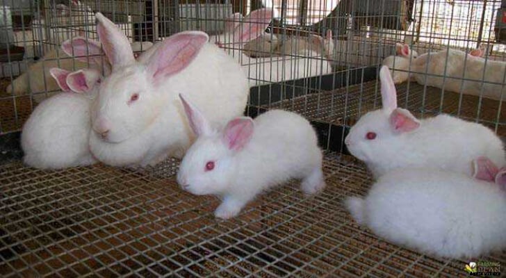Rabbit Farming: A Quick-Breeding Source of Protein Meat