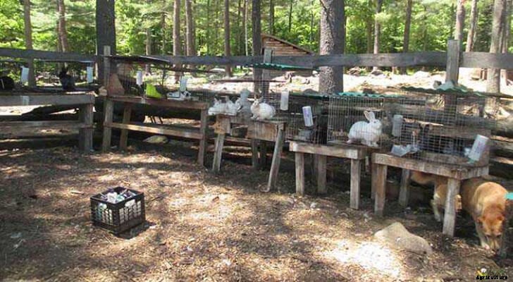 Rabbit Housing: Traditional Rabbit Housing