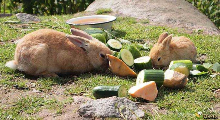 Rabbit Feed: A Guide for Healthy Eating