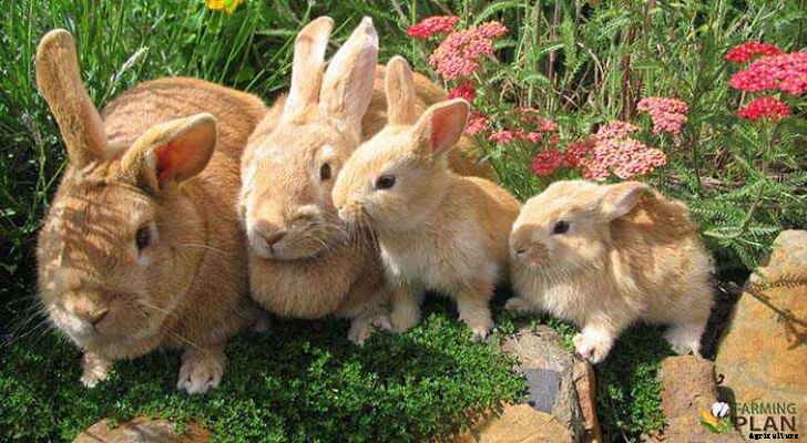 Rabbit Breeds: The Ultimate Guide
