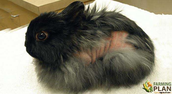 Rabbit Diseases: Classification and Description