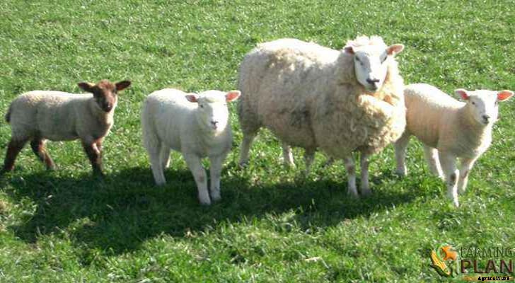 Raising Sheep: An Easy and Rewarding Hobby
