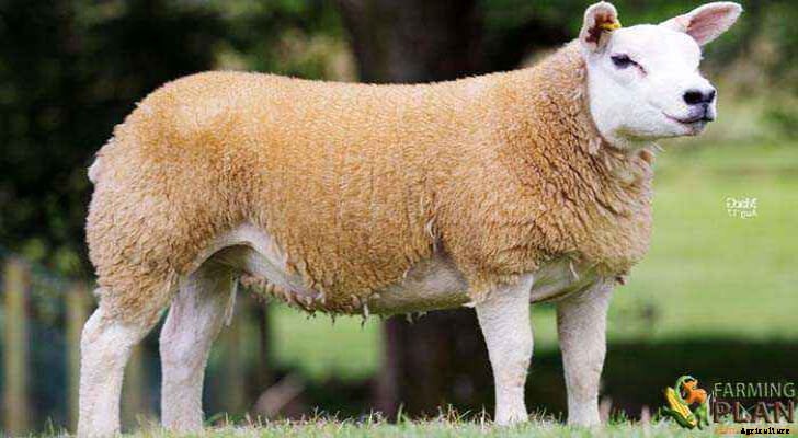 Texel Sheep: Origin and Spread