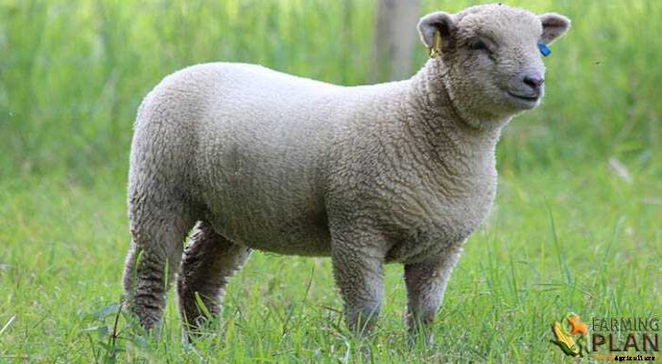 Southdown Sheep: Smallest British Breed