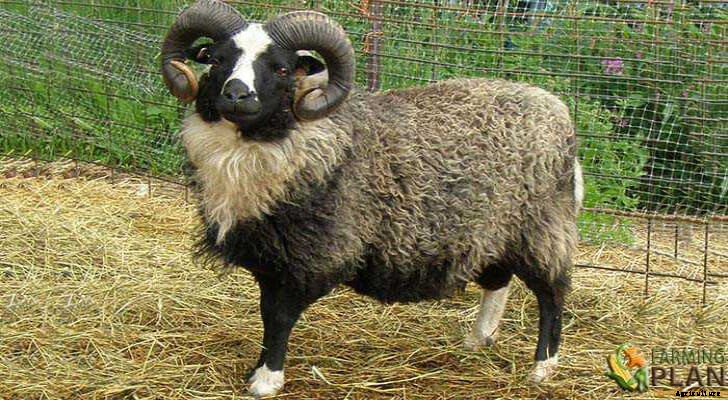 Shetland Sheep: A Tiny, Wool-Producing Breed