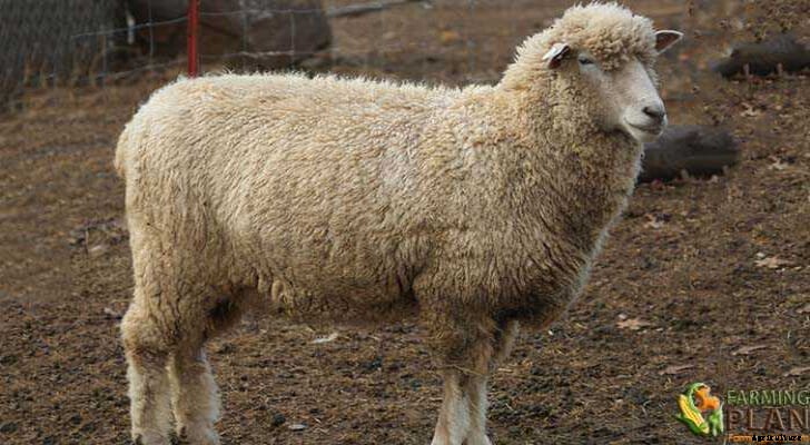 Rambouillet Sheep: World’s Most Prolific Sheep