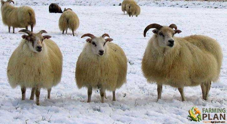 Icelandic Sheep: The Nordic Breed Icelandic