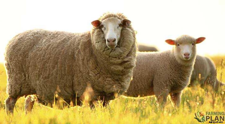 Merino Sheep: A Unique Breed of Sheep