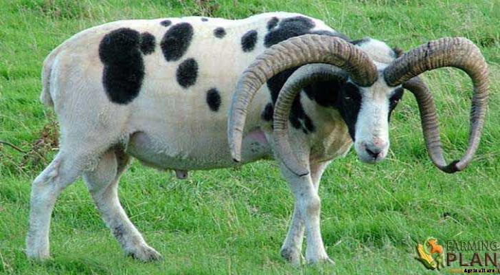 Jacob Sheep: Four Horned Piebald Sheep