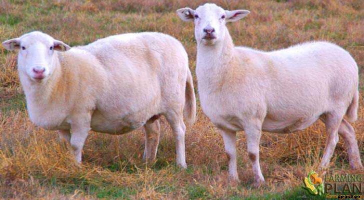 Katahdin Sheep: Breeding Stock and Livestock