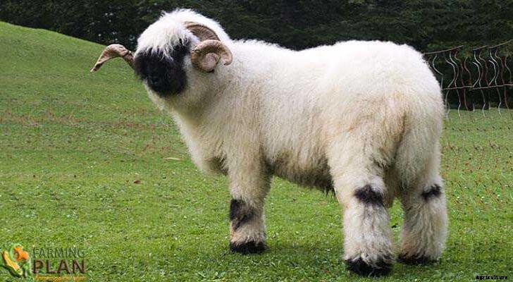Valais Blacknose Sheep: A Dual-Purpose Breed