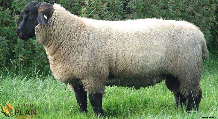 Suffolk Sheep: The First British Breed