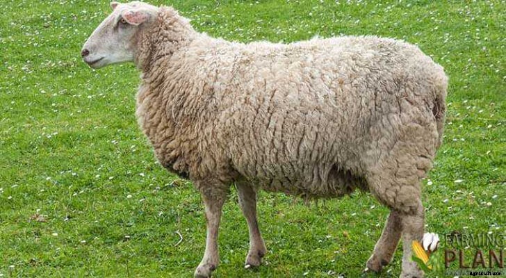 White Polled Heath Sheep: Short-Tailed Sheep