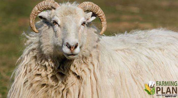 White Horned Heath Sheep: Breed of Shepherd’s Dog