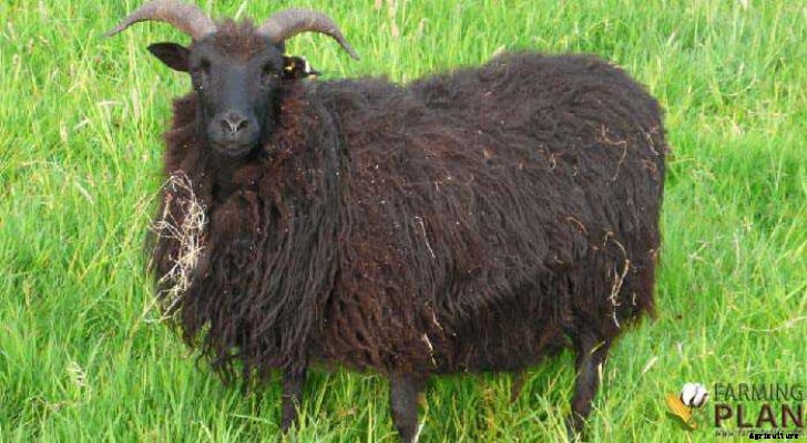 Hebridean Sheep: Sheep from Scotland