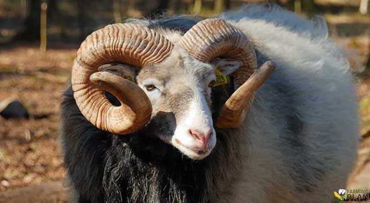 Gute Sheep: An Interesting History